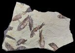 Fossil Fish (Gosiutichthys) Multiple Plate - Lake Gosiute #56774-1